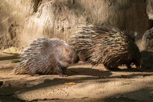 malayan porcupine, himalayan porcupine photo