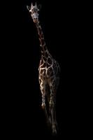 giraffe standing in the dark photo