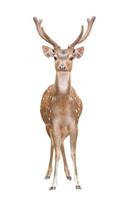 axis deer isolated photo