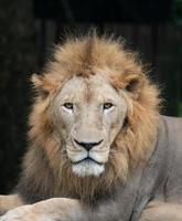 male lion head photo