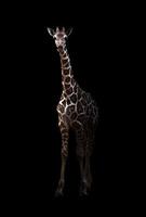 giraffe standing in the dark photo