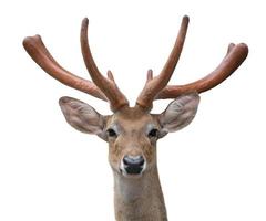 eld deer head isolated photo