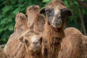 young domestic bactrian Camel photo