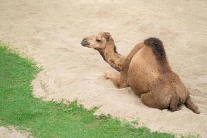 camello dromedario tumbado en la arena foto