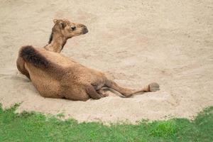 dromedary camel lying on sand photo