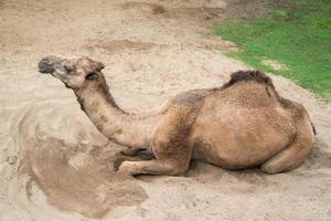 camello dromedario tumbado en la arena foto