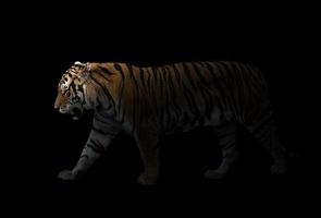 male siberian tiger in the dark photo