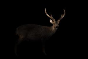 male hog deer in the dark photo