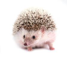 hedgehog isolated on white background photo