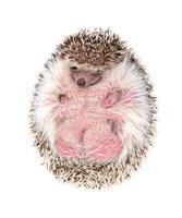 hedgehog isolated on white background photo