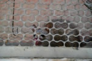 rat trapped in a cage photo