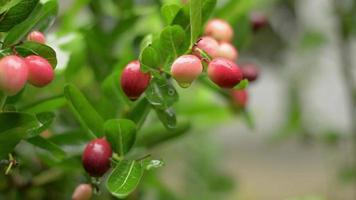 Close up rosso maturo karonda frutti su piante verdi con acqua di rugiada durante la stagione delle piogge. video