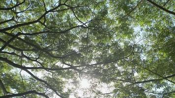 Sunlight shinning through the branches and leaves of the trees. video