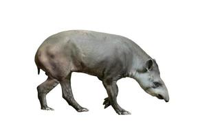 tapir brasileño aislado foto