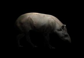 brazilian tapir in the dark photo