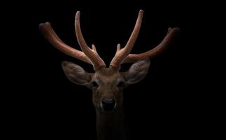 eld deer  head photo