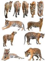 male and fefmale bengal tiger isolated photo