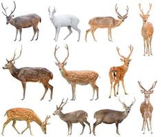 deer isolated on white background photo