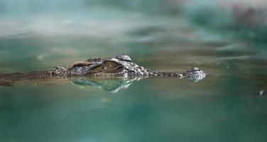 crocodile face and reflection in  water photo