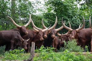 group of ankole watusi photo