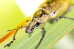 Foto de primer plano de un hermoso insecto posado sobre una hoja