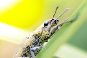 Foto de primer plano de un hermoso insecto posado sobre una hoja