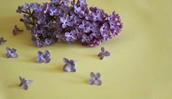 Lilac branches lie on a yellow background photo