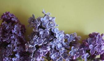 Lilac branches lie photo