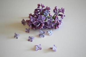 Lilac branch with small flowers and petals photo