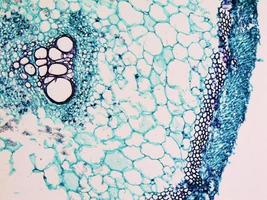 micrografía de tallo de cucurbita foto