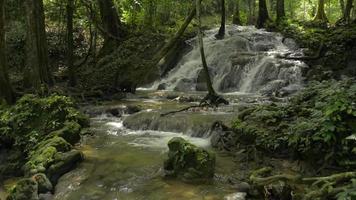 cachoeira flui de uma cascata entre as plantas verdes da selva. video
