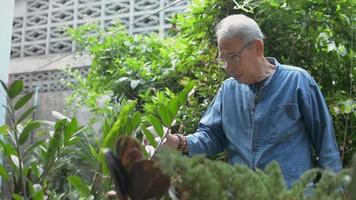 homem sênior feliz regando plantas com um borrifador video