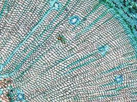 micrografía de madera de pino foto