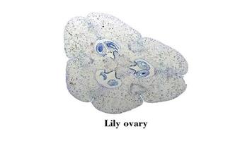 micrografía de ovario de lirio