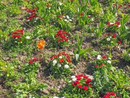 red Daisy flower photo