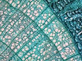 micrografía de tallo de tilia foto