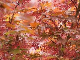 Red maple acer tree photo