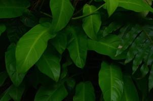 close-up green tropical leaf background photo