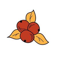 Autumn element - in simple style. Red berries and autumn leaves on white vector