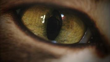 Olho de gato 4k movendo-se e observando em todos os lugares video
