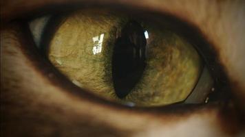 zoom de transición súper macro de ojo de gato video
