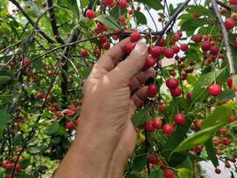 Hand of a man picking a red cherry from a branch.