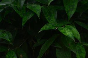 close-up green tropical leaf background photo