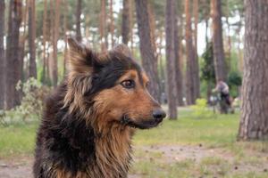 un lindo perro sin hogar con lindos ojos en un parque de verano. concepto de adopción. Perro sin hogar triste posando en el parque. foto