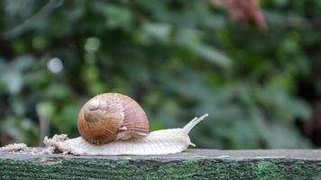Large crawling garden snail with a striped shell. A large white mollusc with a brown striped shell. Summer day in the garden. Burgundy, Roman snail with blurred background. Helix promatia. photo