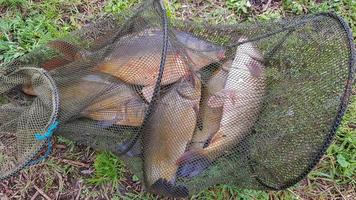 Caught fish on the shore in a fishing cage. Fishing trap with fish in it. photo