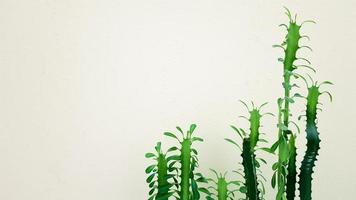 Big cactus in a pot. Prickly plant in the sunlight near the wall. photo