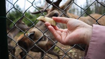 A woman feeds a deer with horns through a fence in a zoo. Deer eats sugar beets from a female hand.