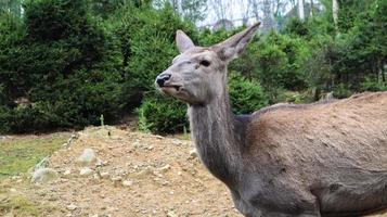 deer walks in the forest in early summer in the Carpathians. photo