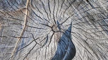 tocón viejo de madera, fondo de textura de madera. árbol aserrado con grietas. Árbol cortado redondo con anillos anuales como textura de madera foto